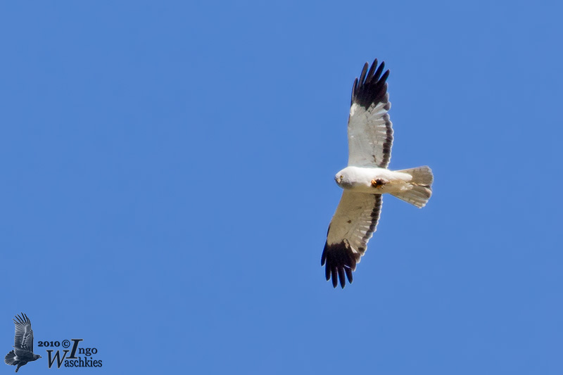 Adult male Hen Harrier