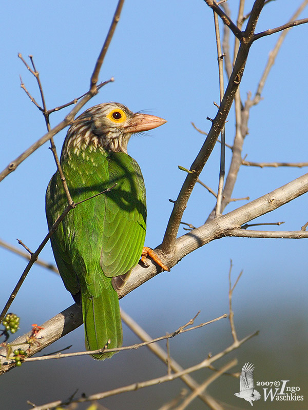 Lineated Barbet