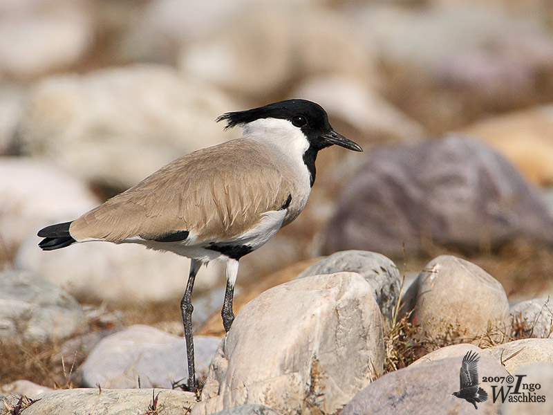 River Lapwing