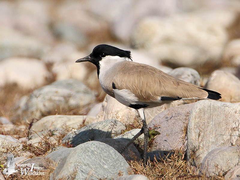 River Lapwing