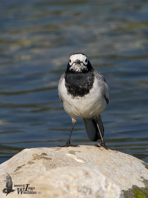 White Wagtail