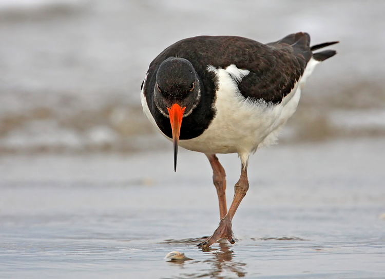 Eurasian Oystercatcher (Haematopus ostralegus)