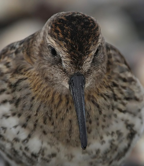 Dunlin (Calidris alpina)
