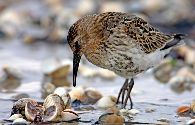 Dunlin (Calidris alpina)