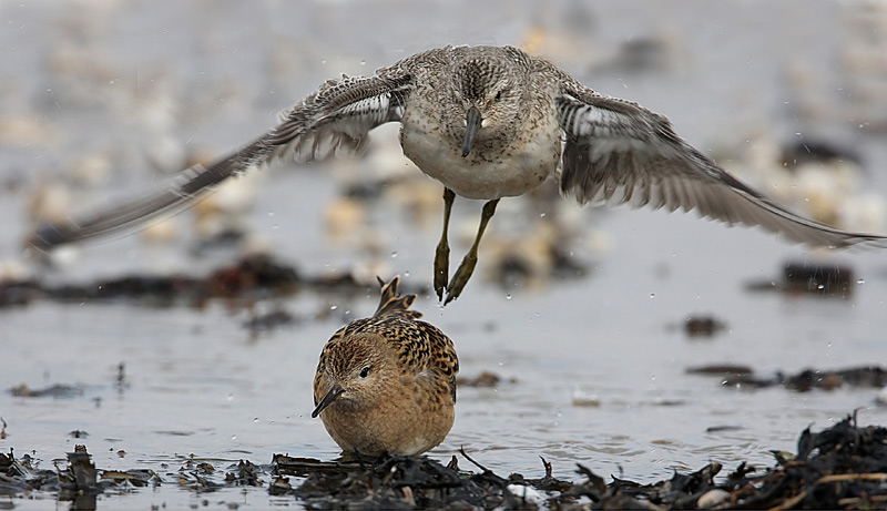 Red Knot, (Calidris canutus)