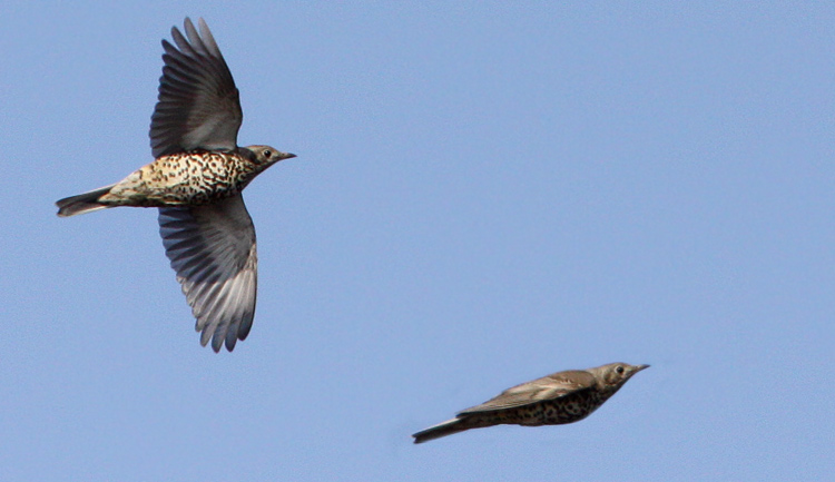 Mistle Trush (Turdus viscivorus), Dubbeltrast