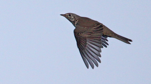 Mistle Trush (Turdus viscivorus), Dubbeltrast