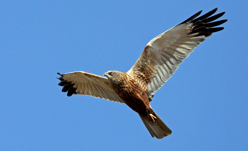 Marsh Harrier (Circus aeruginosus), Brun krrhk