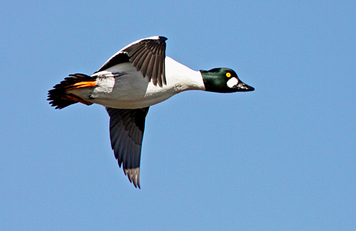 Common Goldeneye, Knipa