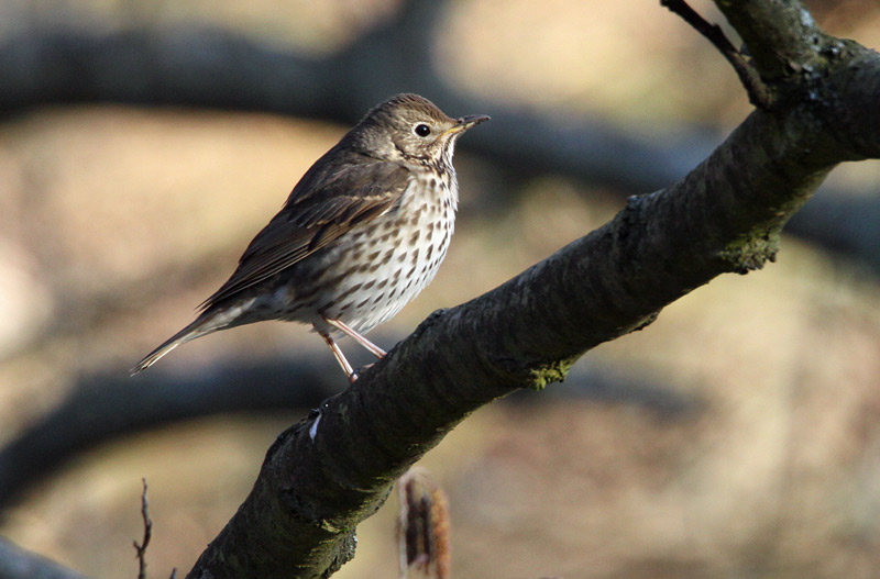 Song Thrush (Turdus philomelos), Taltrast