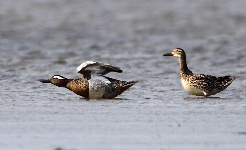 Garganey (Anas querquedula), rta