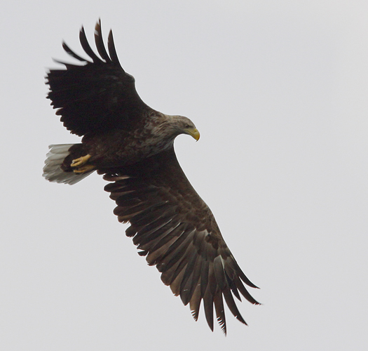 White-tailed Eagle (Haliaetus albicilla), Havsrn