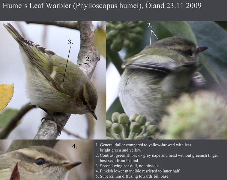 Humes Warbler (Phylloscopus humei)