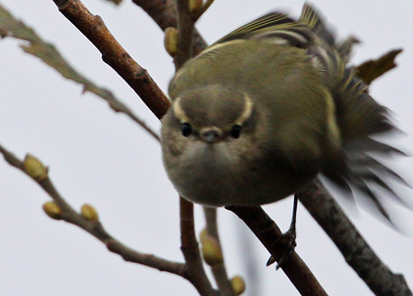 Humes Leaf Warbler (Phylloscopus humei), Bergstaigasngare