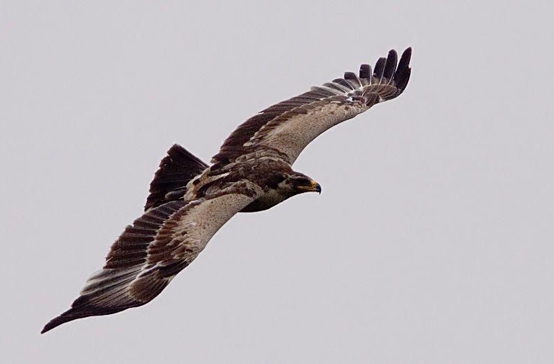 Steppe Eagle (Aquila nipalensis), Stpprn