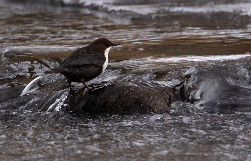 White-throated Dipper (Cinclus sinclus), Strmstare