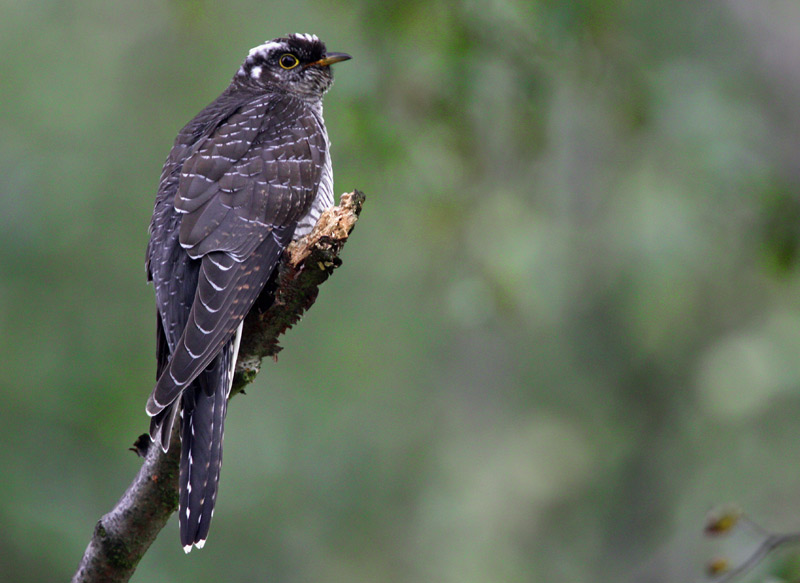 Gk	Cuculus canorus	Common Cuckoo 