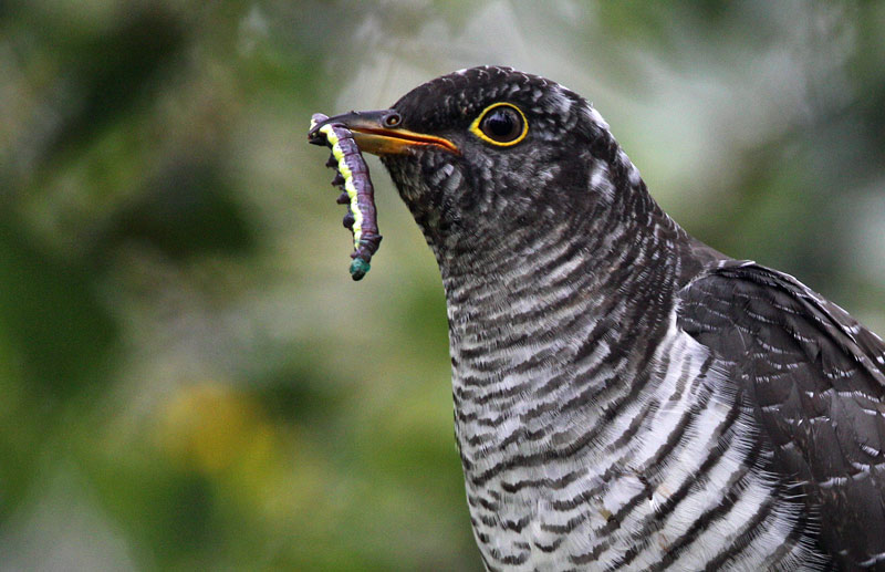 Gk	Cuculus canorus	Common Cuckoo 