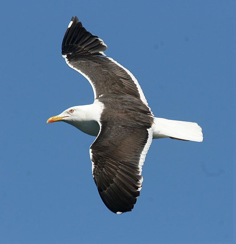 Lesser Black-backed Gull (Larus Fuscus)