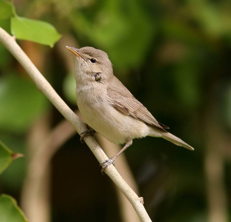 Olivaceous Warbler (Hippolais pallida), Eksngare