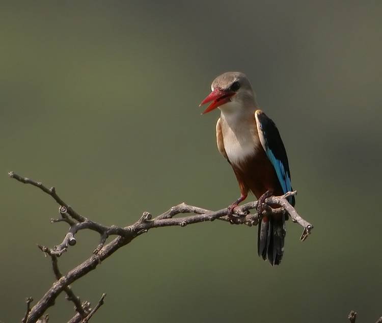 Grey-headed Kingsfisher (Halcyon leucocephala)