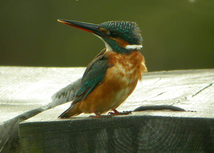 Common Kingfisher (Alcedo atthis)