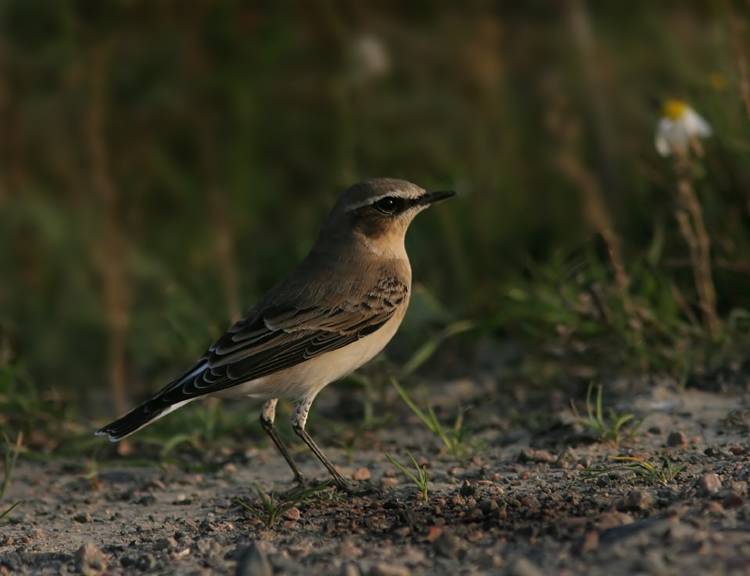 Northern Wheatear (Oenanthe oenanthe), Stenskvtta