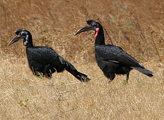 Abyssinian Ground Hornbill (Bocorvus abyssinicus)