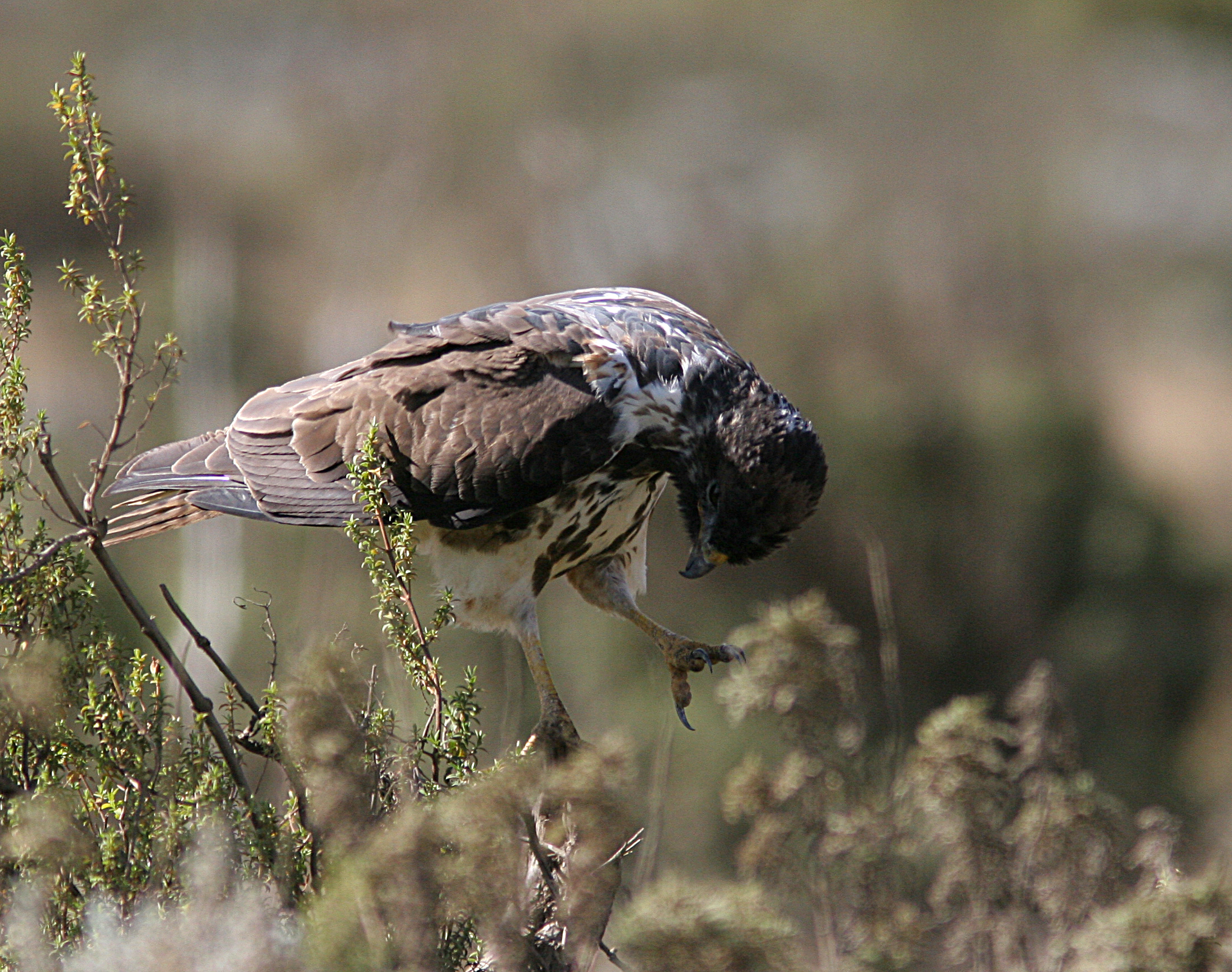 Augur Buzzars (Buteo augur)