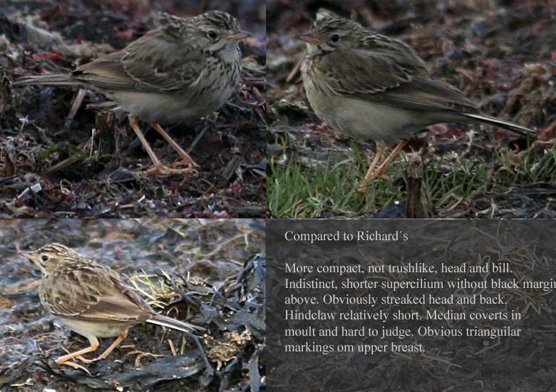 Blyths pipit (Anthus godlewski)