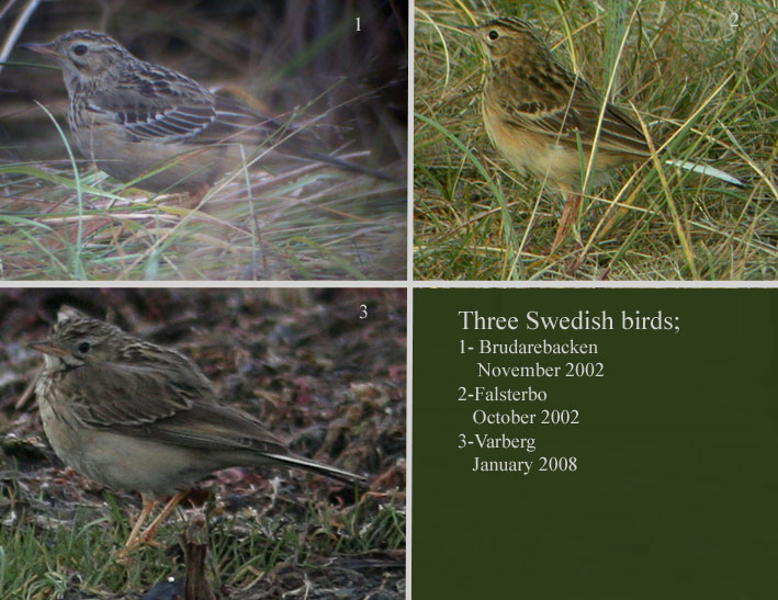 Blyths pipit (Anthus godlewski)