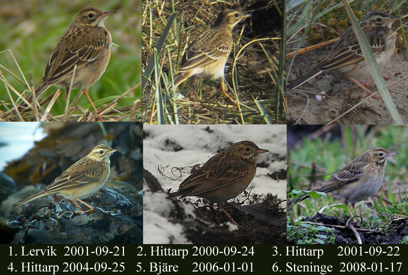 Richards Pipit (Anthus richardi)