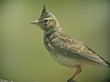 Crested Lark (Galerida cristata)