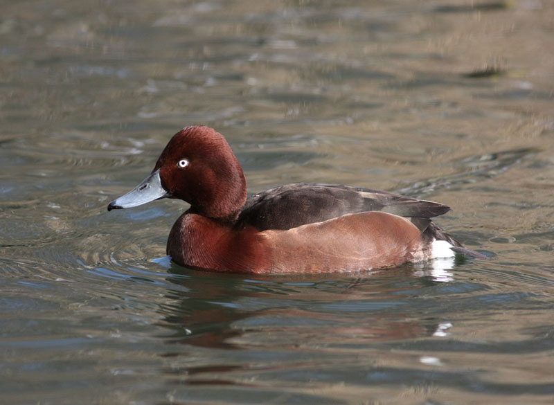 Ferruginous Duck  Vitgd dykand  (Aythya nyroca)
