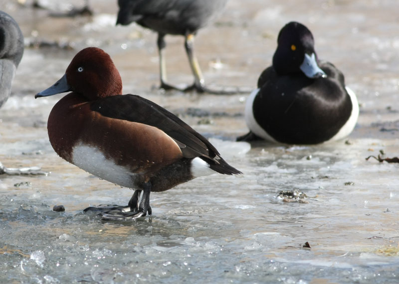 Ferruginous Duck  Vitgd dykand  (Aythya nyroca)