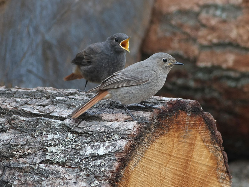 Black Redstart  Svart rdstjrt  (Phoenicurus ochruros)