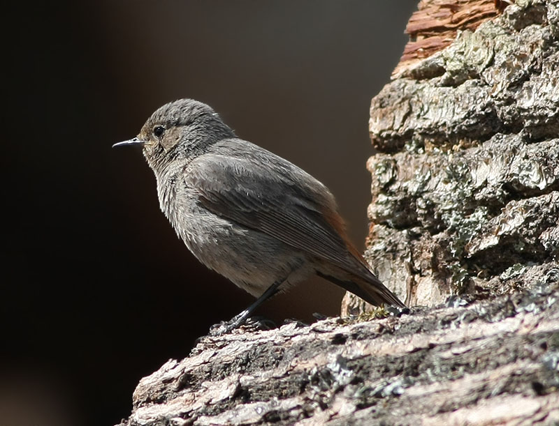 Black Redstart  Svart rdstjrt  (Phoenicurus ochruros)