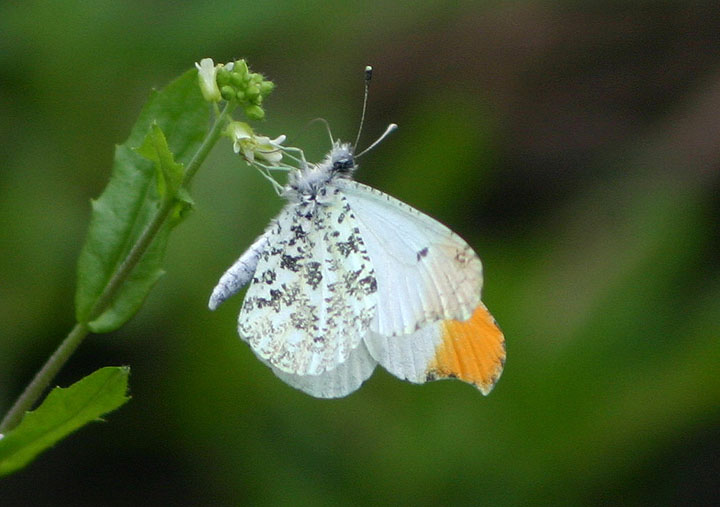 Anthocharis midea; Falcate Orangetip; male