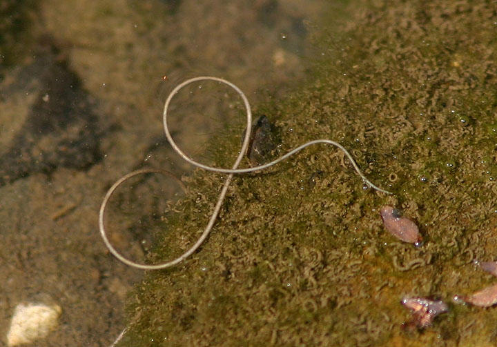download horsehair worm location download horsehair worm location