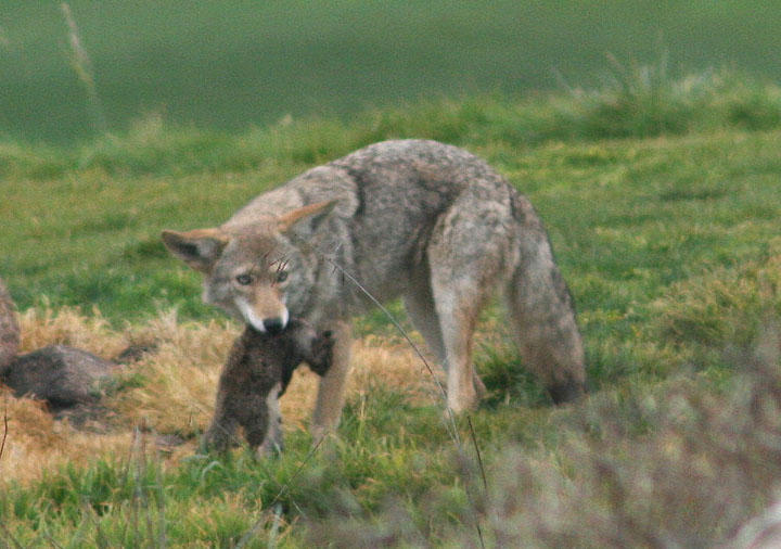 Coyote with California Ground Squirrel