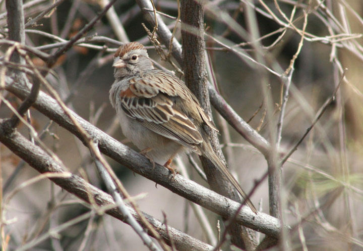 Rufous-winged Sparrow