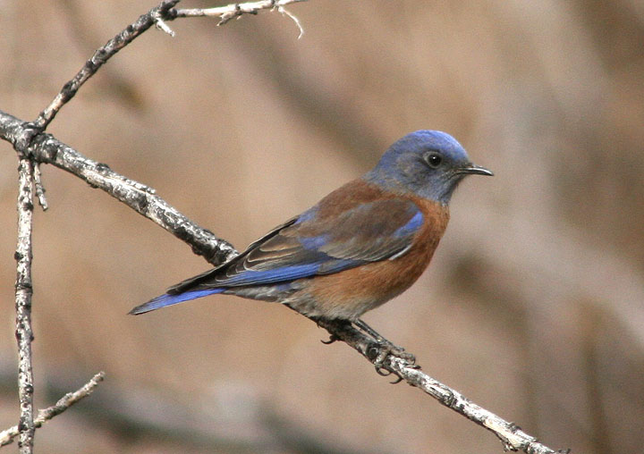 Western Bluebird; male