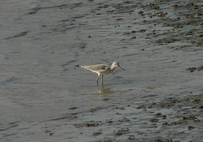 Common Greenshank