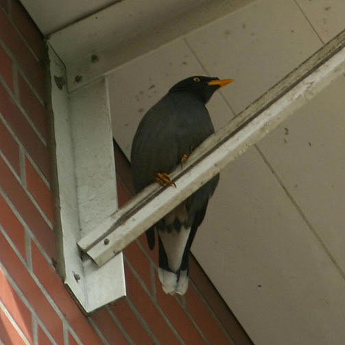 White-vented Myna