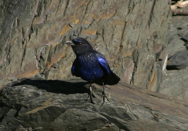 Taiwan Whistling-Thrush; Endemic