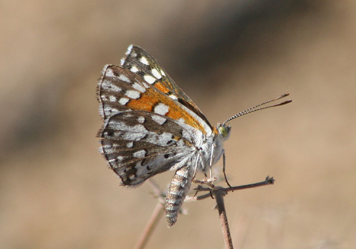 Apodemia mormo; Mormon Metalmark