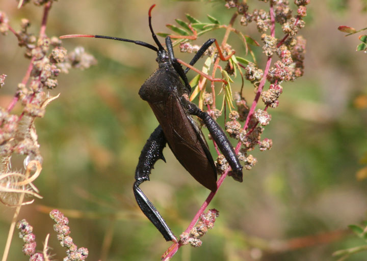 Acanthocephala thomasi; Giant Agave Bug
