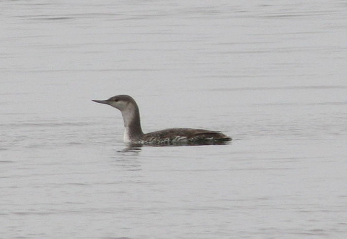 Red-throated Loon; juvenile