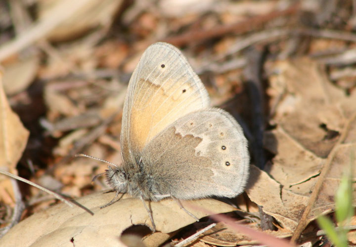 Coenonympha tullia california; California Ringlet