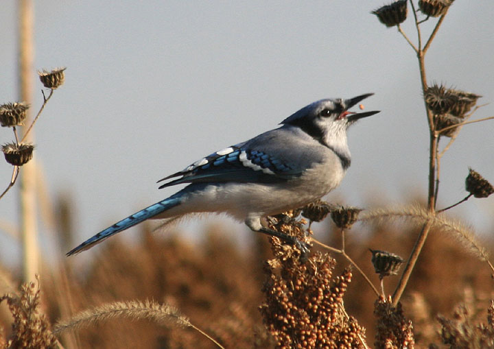 Blue Jay